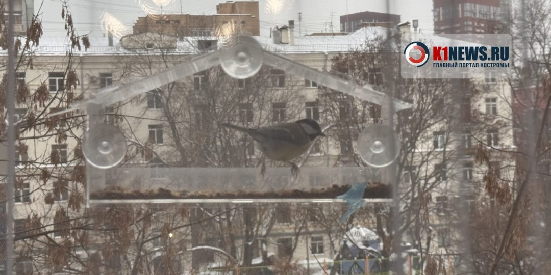 Синицы, свиристели и утки: как помочь птицам пережить костромские морозы