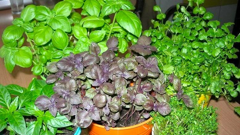 базилик в горшке