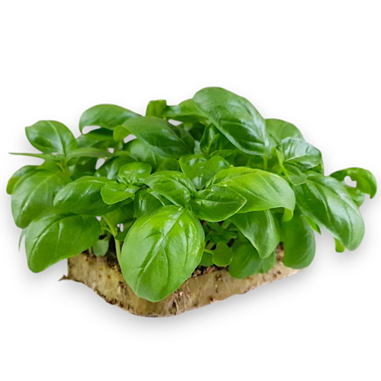 Базилик обыкновенный (зелёный, генуэзский