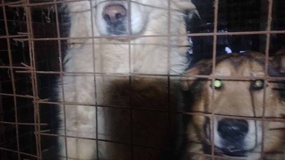 Шарлю хуже, корм ещё не купли, в клинику через 2 часа..🙏❤️