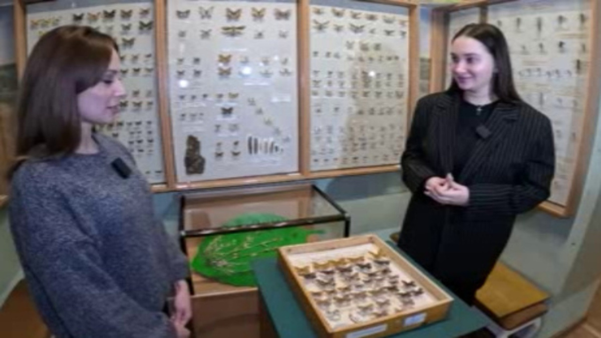    Курский областной краеведческий музей показал коллекцию бабочек из своих запасников