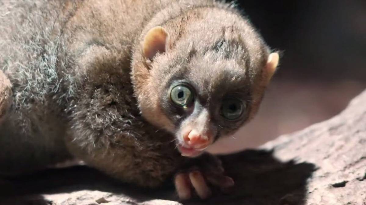    Фото: Скриншот с видео / Московский зоопарк / Telegram