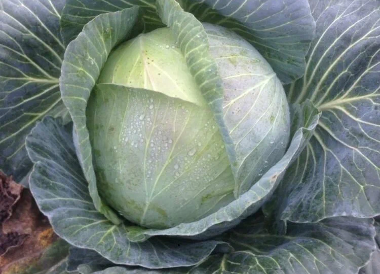 Капуста, которую не едят блошки, существует? Как она защищается?