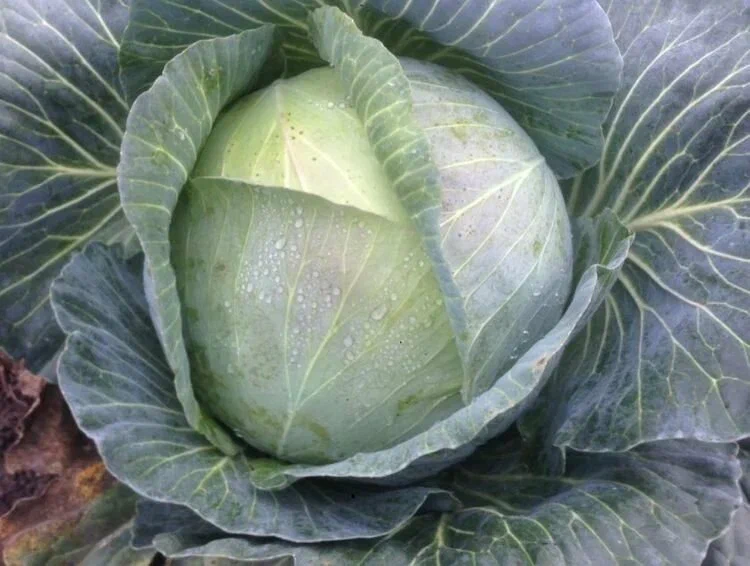 Восковой налет придает капусте беловатый или синеватый оттенок