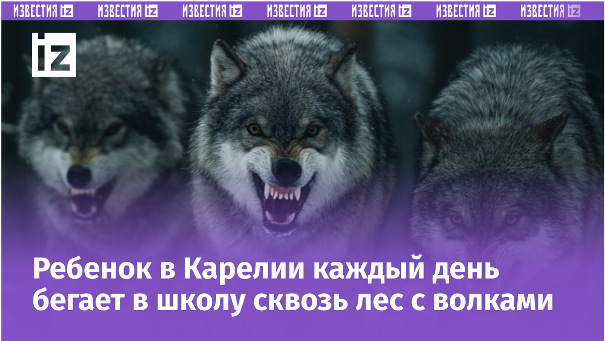 Фото: 5-tv.ru