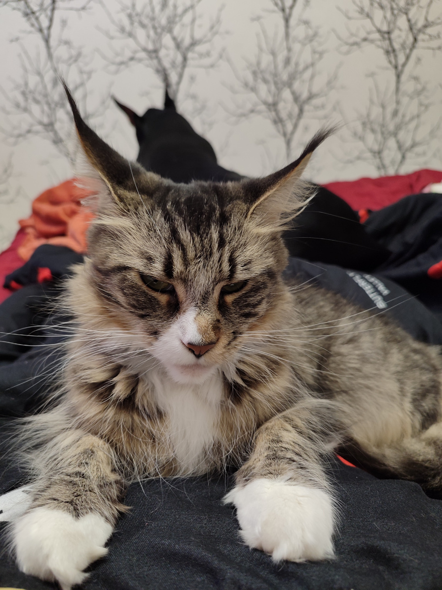 Буся, кошка сестры