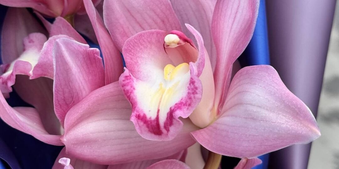 А вы знали, что зимой орхидеи цветут дольше, потому что в прохладе их бутоны раскрываются медленнее