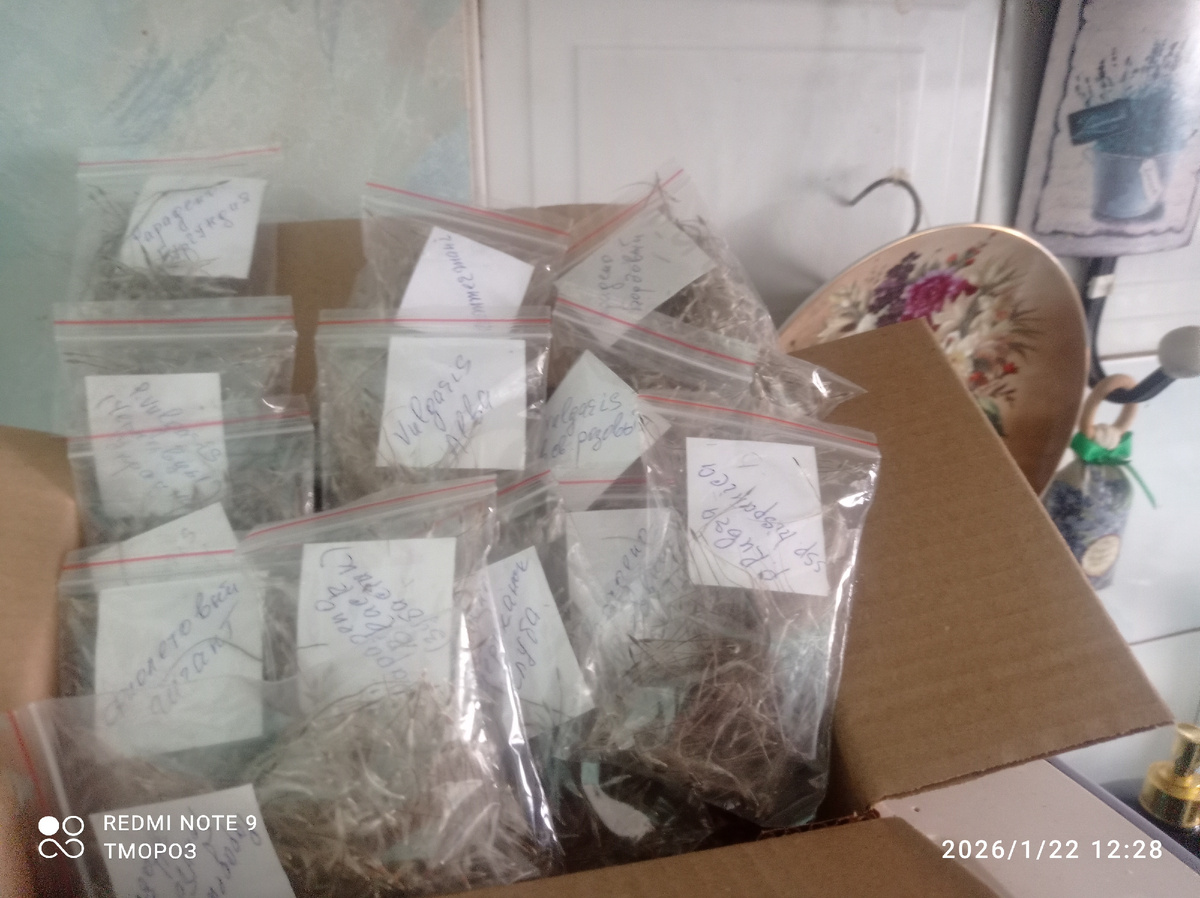 новые сокровища сада