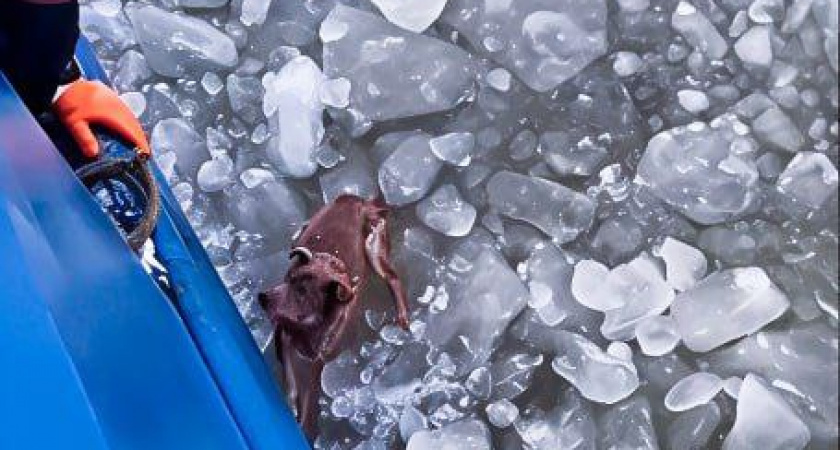    Росморпорт