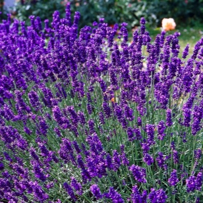 Лаванда. Фото из открытых источников