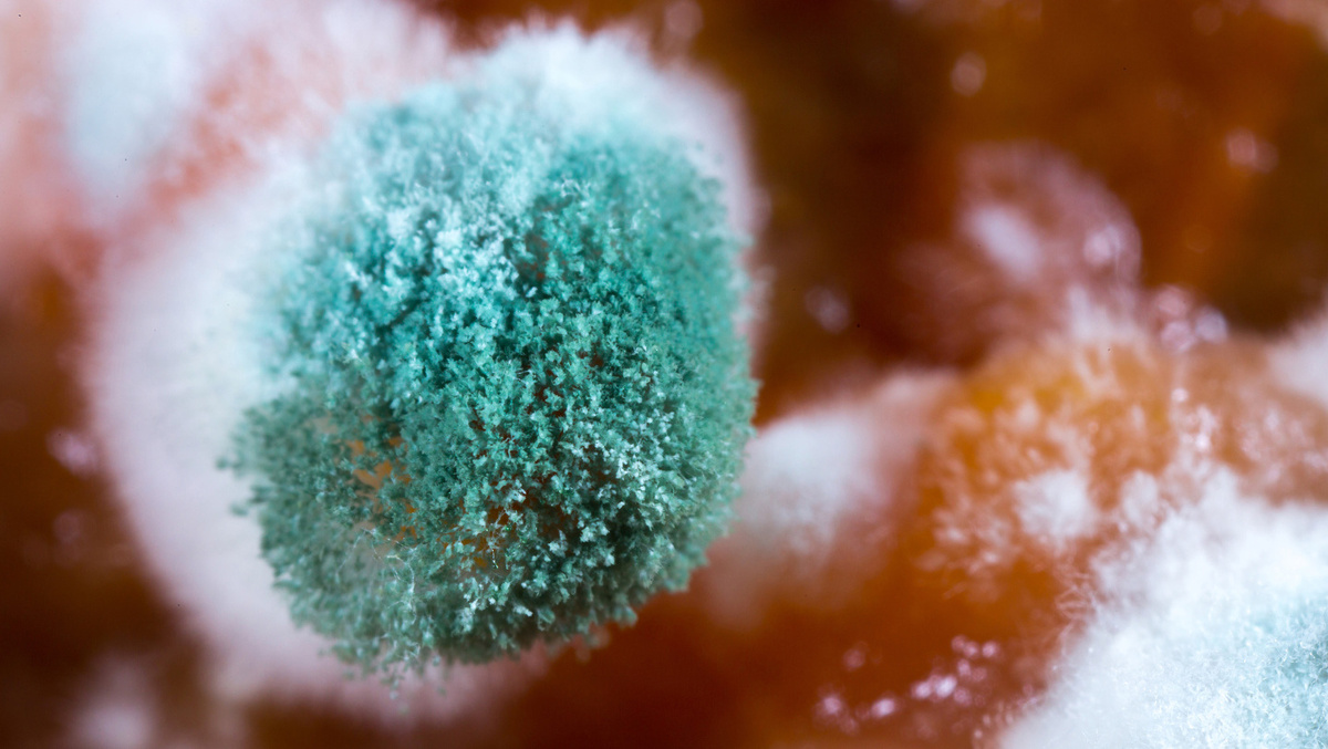     Фото: Vera Larina/Shutterstock/FOTODOM Каждое такое пятнышко содержит миллиарды спор, которые легко разносятся, запуская новый цикл заражения