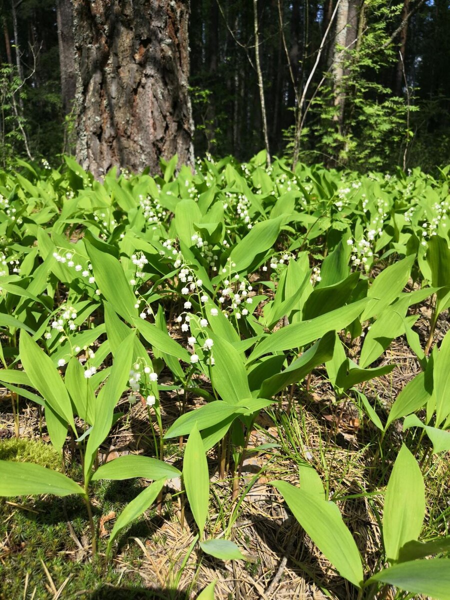 Фото автора канала.
