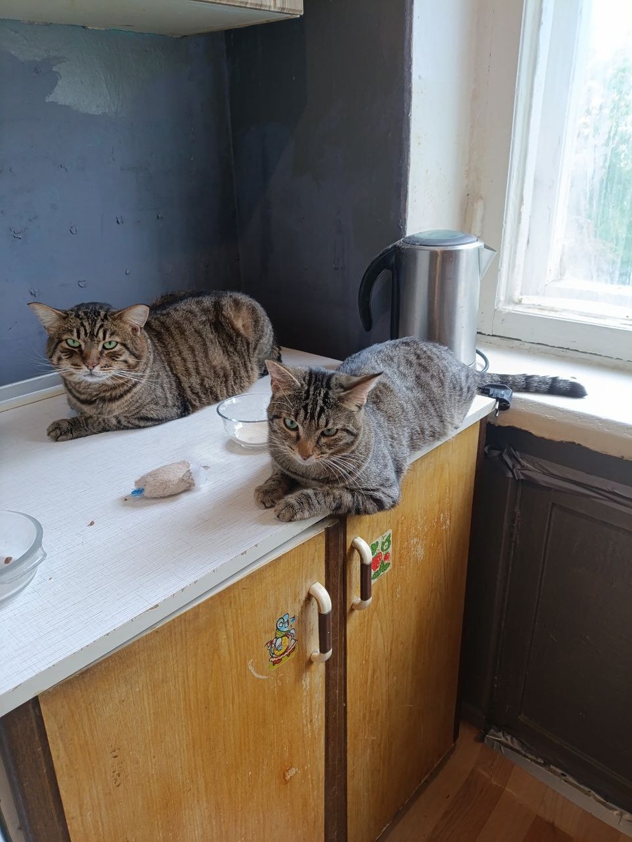 Видите, у нас даже ухи разные. И с Тотошей меня точно не перепутать, он уже домой уехал