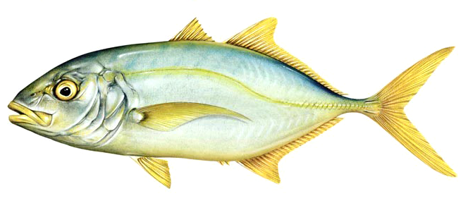 Caranx bartholomaei