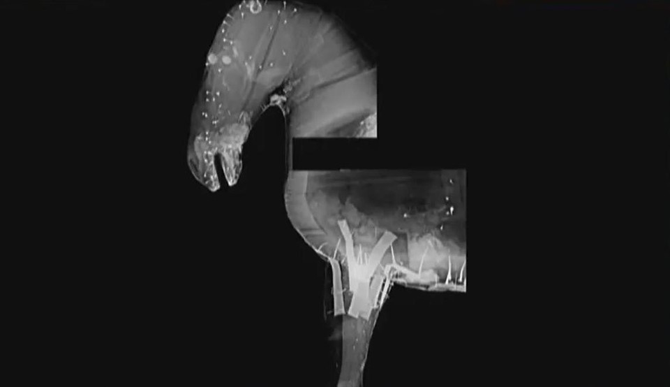    На снимках видны внутренние повреждения. Фото: Зоологический институт РАН.