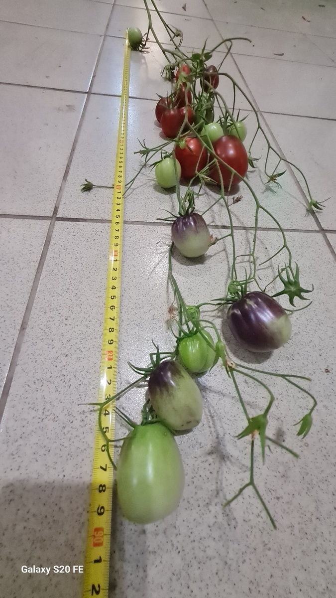 фото автора, кисть томата Сказочная фея 90 см.