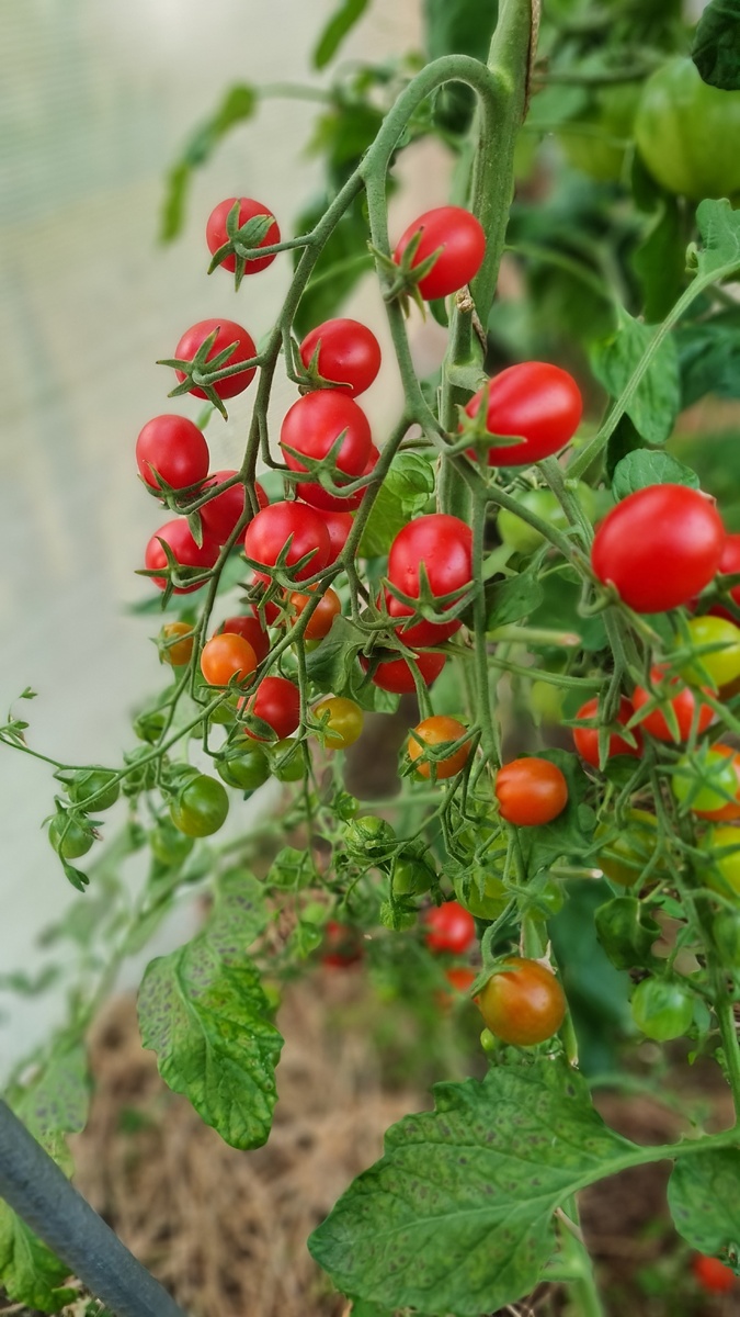 фото автора. томат Сладкие дольки F1