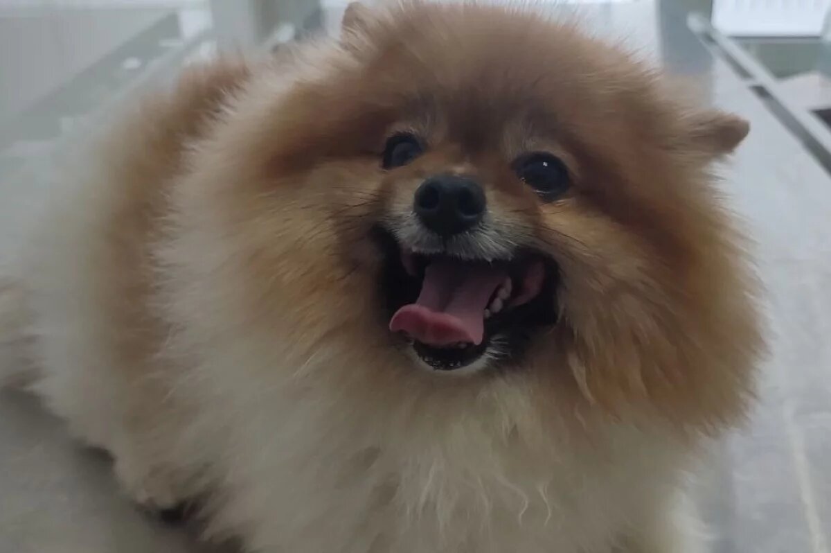    Саратовские ветеринары спасли шпица Кузю от последствий «вкусняшек»