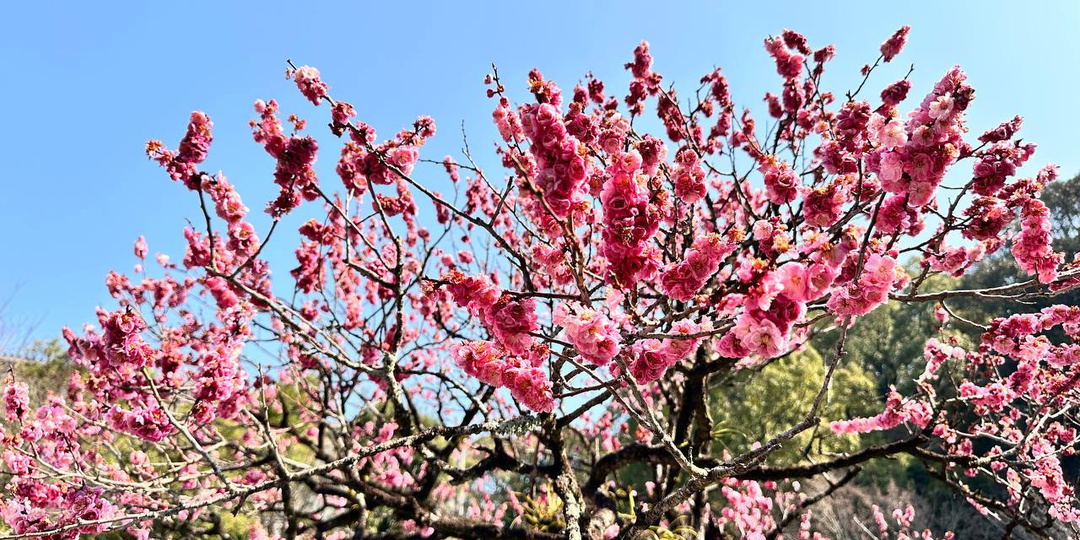 В Японию без визы: как это работает