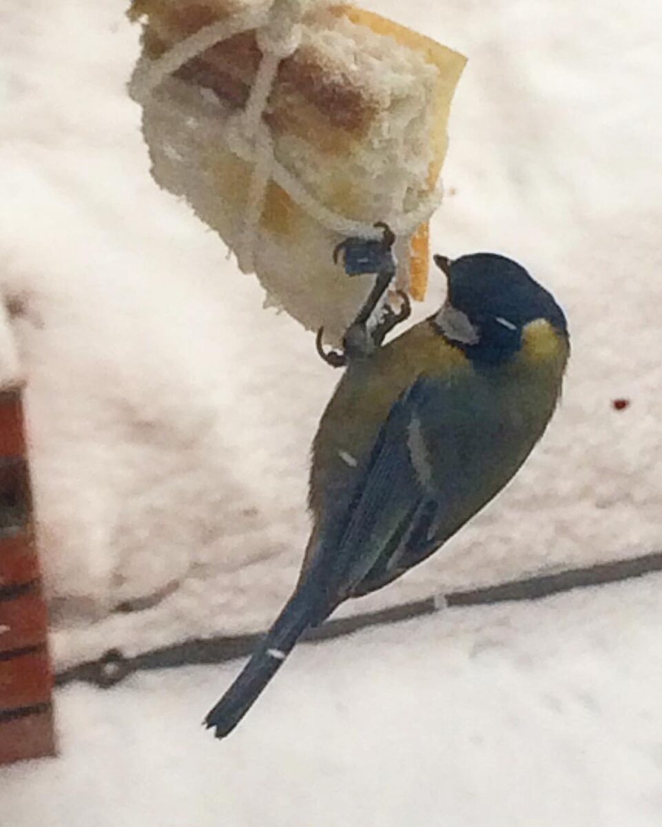 Зум х10 из окна поэтому фото не четкое.