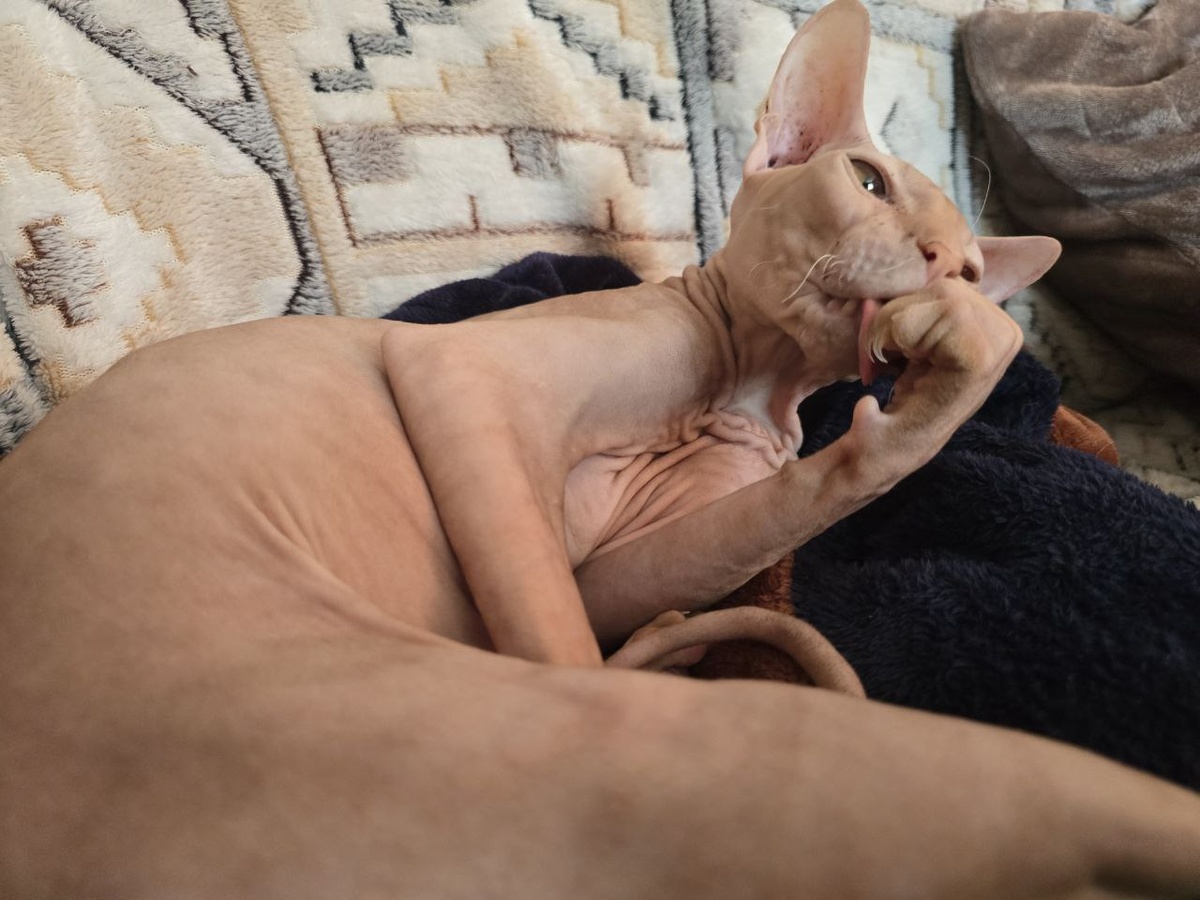 Орудия намывает, попа лысая