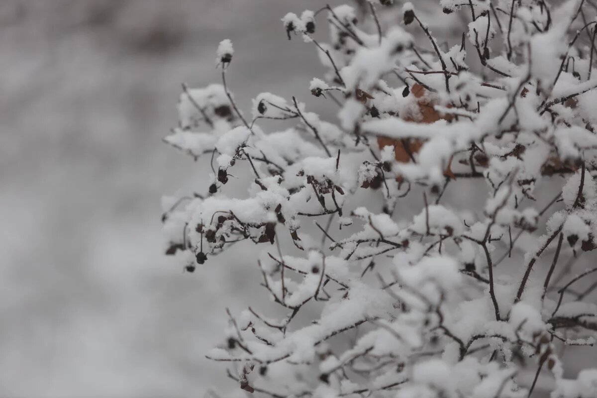    Псковичам рассказали, как долго продержатся крещенские морозы