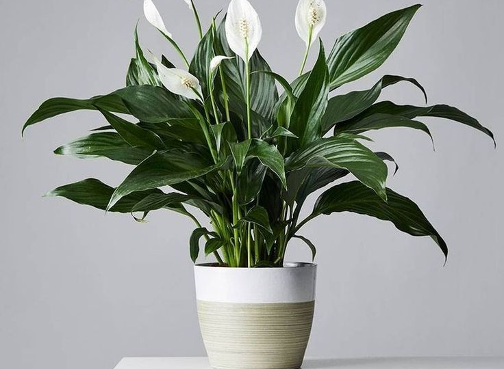 Чайные пакетики и «Женское счастье»: история одного эксперимента