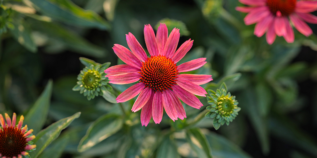 Эхинацея в саду и на участке: как вырастить эффектный и неприхотливый цветок без лишних хлопот