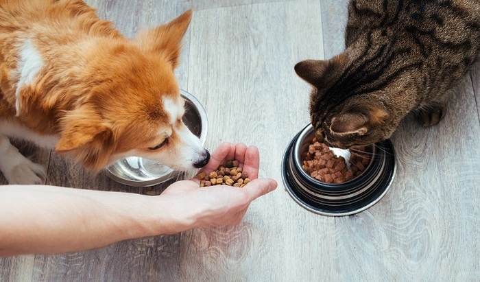    В Госдуме предлагают ограничить число домашних животных в квартирах