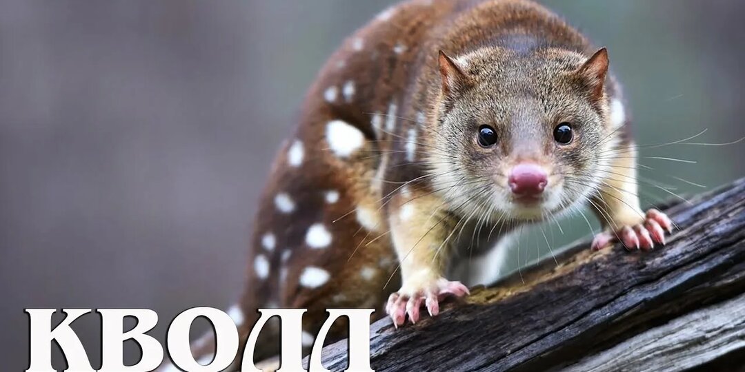 Крапчатая сумчатая куница