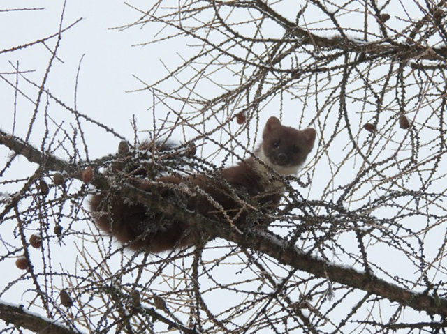 Редкая картина! В центре Твери на дереве ловила птиц куница