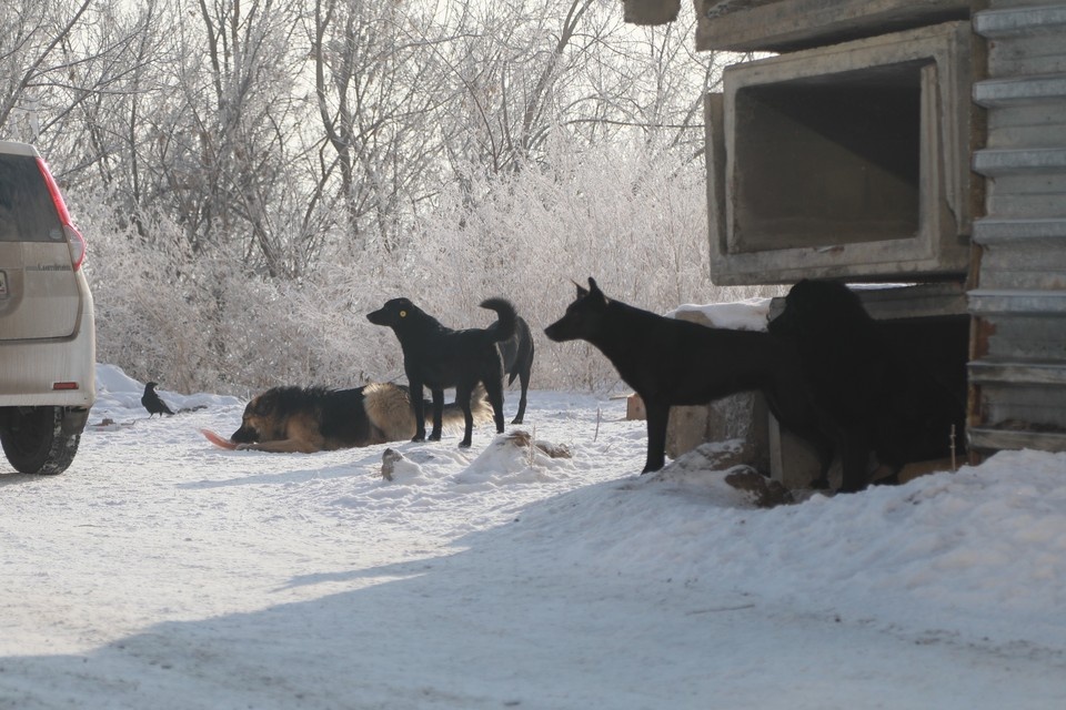    Режим экстраординарной ситуации по безнадзорным животным действует в 13 районах и округах. Мария ЛЕНЦ
