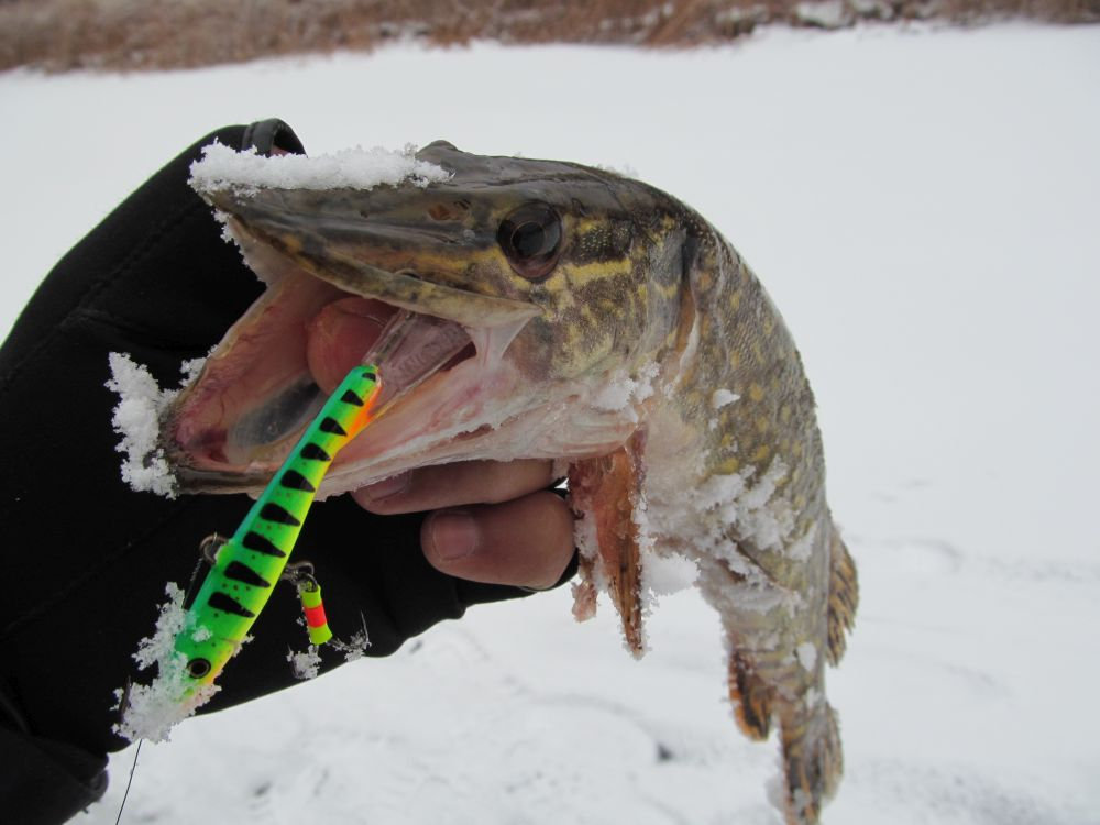 Зимняя охота со льда: как поймать щуку на блесну > 