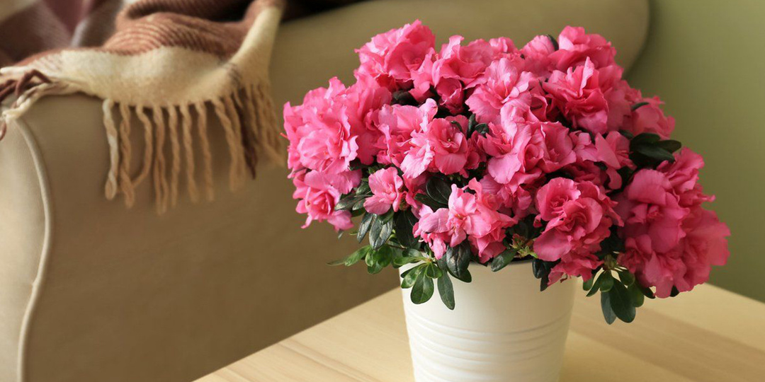 Капризные комнатные растения, которые сведут вас с ума (и вы всё равно их полюбите)