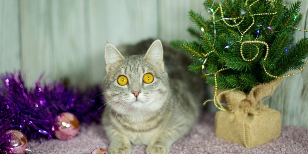 Виолка - молодая, игривая и удивительно доверчивая кошечка.