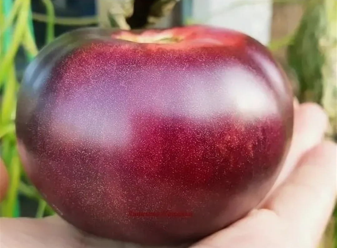 Мадемуазель Фурье, фото из интернета