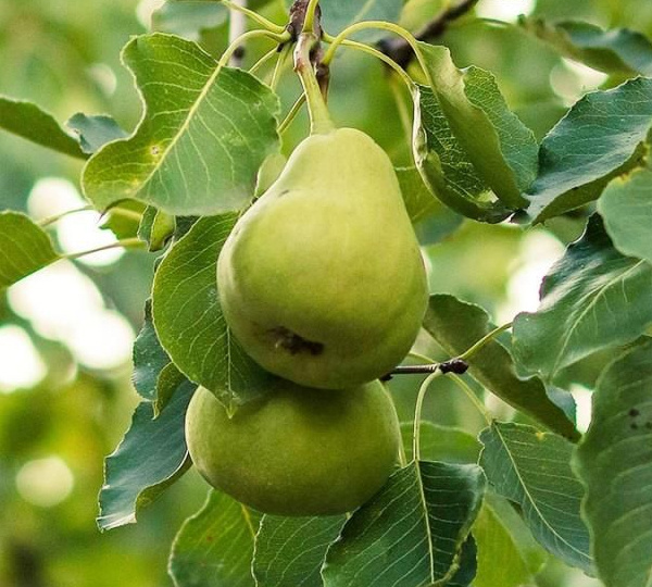 Весенняя груша: как за полгода до посадки заложить сад на 30 лет