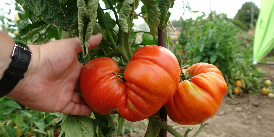 СРОСШИЕСЯ плоды ТОМАТОВ