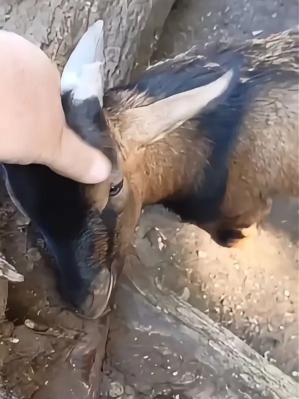 Козёл или козочка, не понятно.