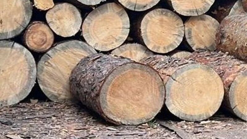     Вырубка леса ГУ МВД по Алтайском краю