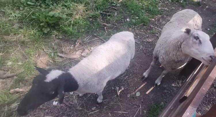    Фото: Лукьянов Дмитрий, AgroXXI.ru