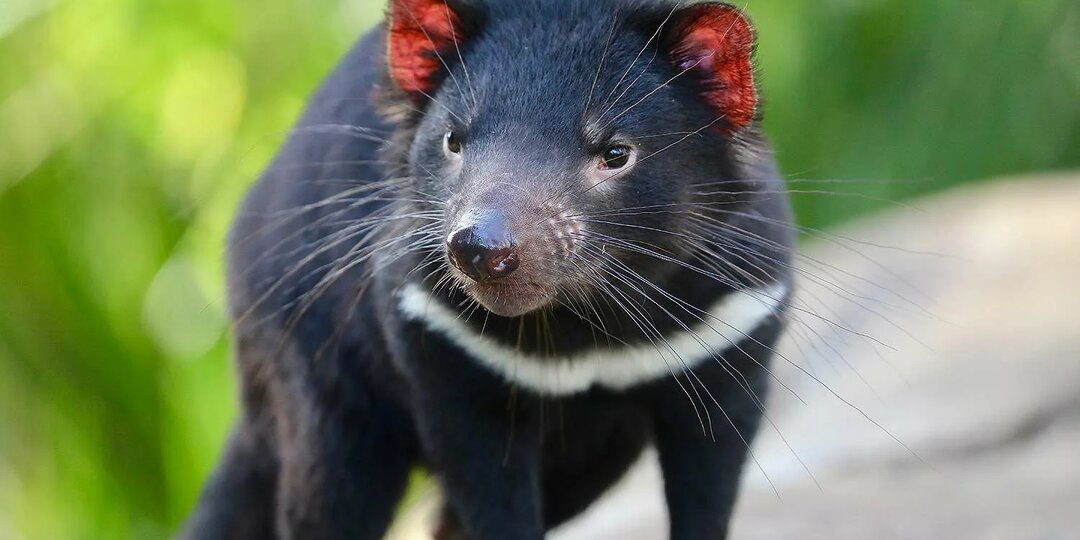 Тасманийский дьявол