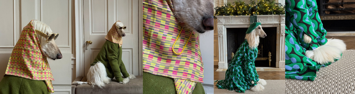 кадры из социальных сетей / afghanhoundinthecity