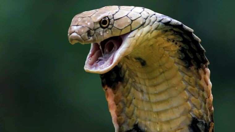    Фото: Kurit afshen/Shutterstock/Fotodom