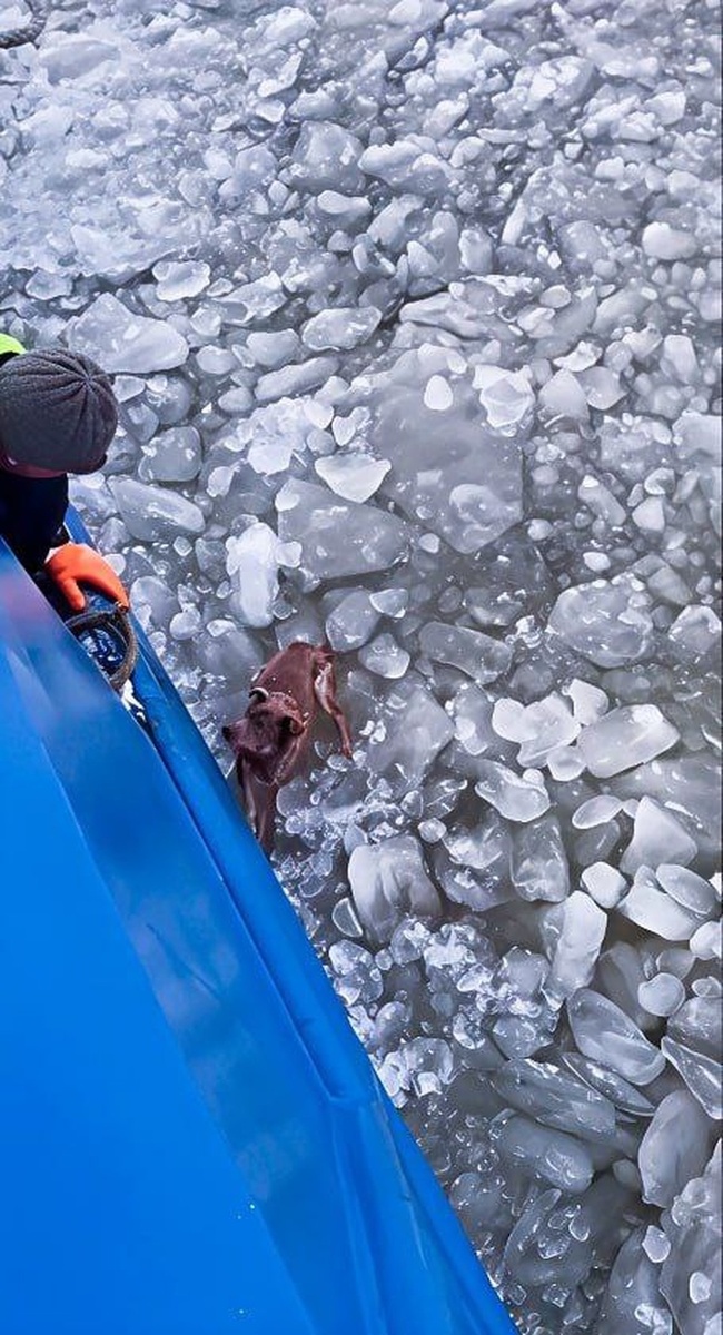    Фото: телеграм-канал «Росморпорта».