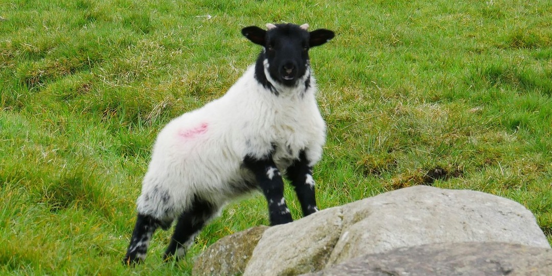 Ягненок из резиденции Деда Мороза получил имя: выбирали все