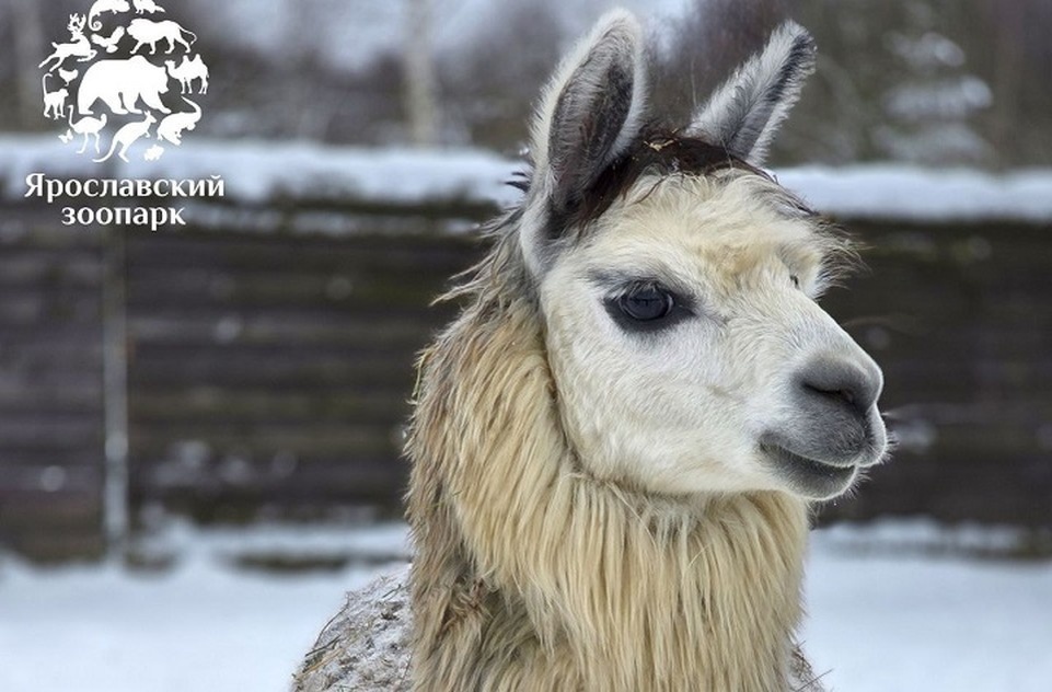    В Ярославском зоопарке в День студента пройдет акция. ФОТО: Ярославский зоопарк