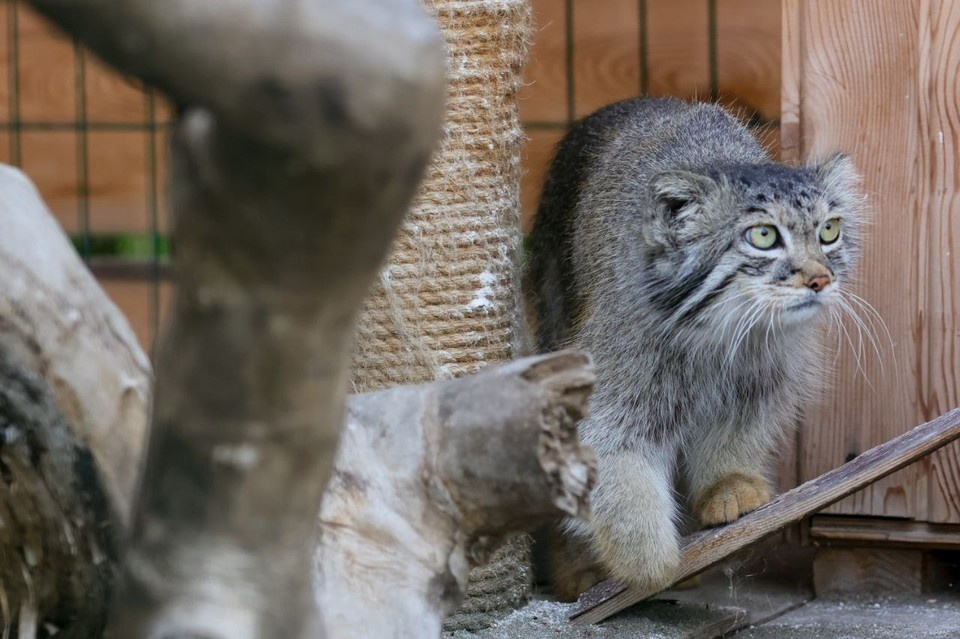   Пепе месяц будет проходить карантин. Фото: пресс-служба Барнаульского зоопарка