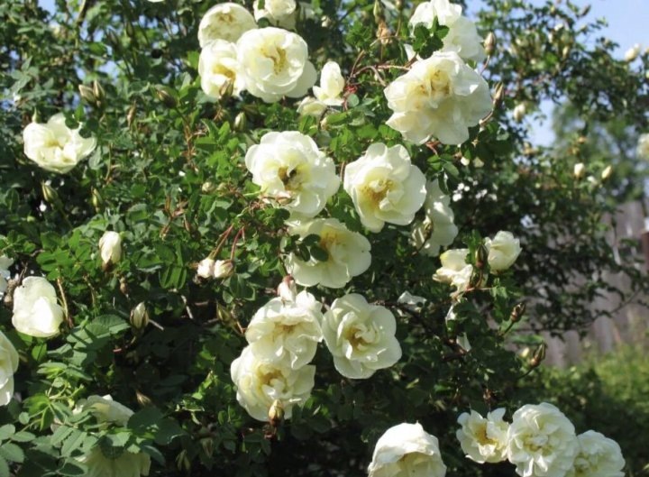 Фотография из интернета