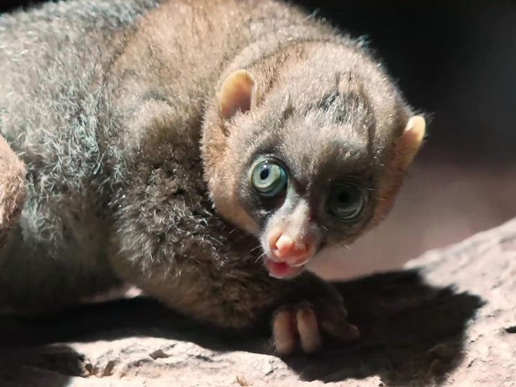     Фото t.me/Moscowzoo_official